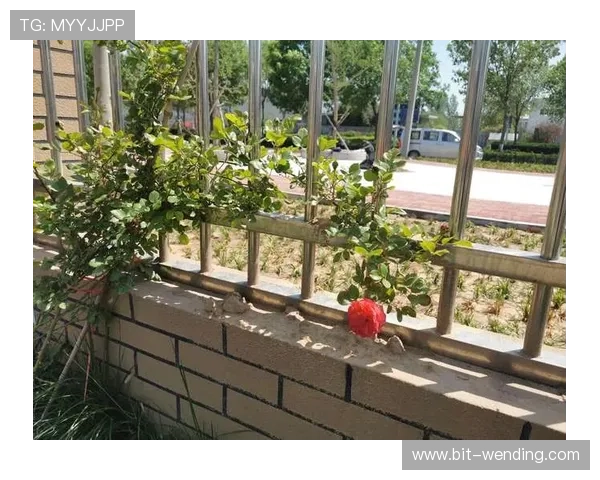 开云滚球盘带你领略无与伦比的体育投注新体验